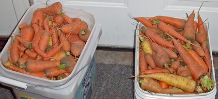 carrots